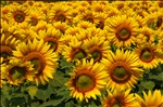 Girasoli